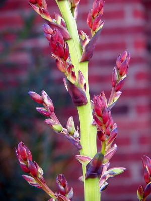 [Buds and glofules are clearly purplish as they mature and separate from the main stem.]